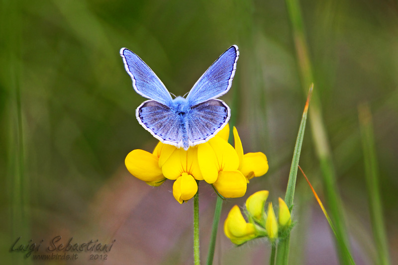 Polyommatus bellargus